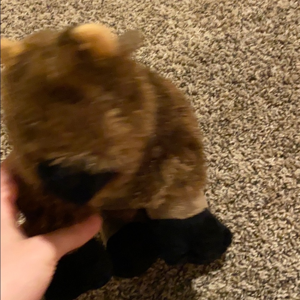 Buffalo